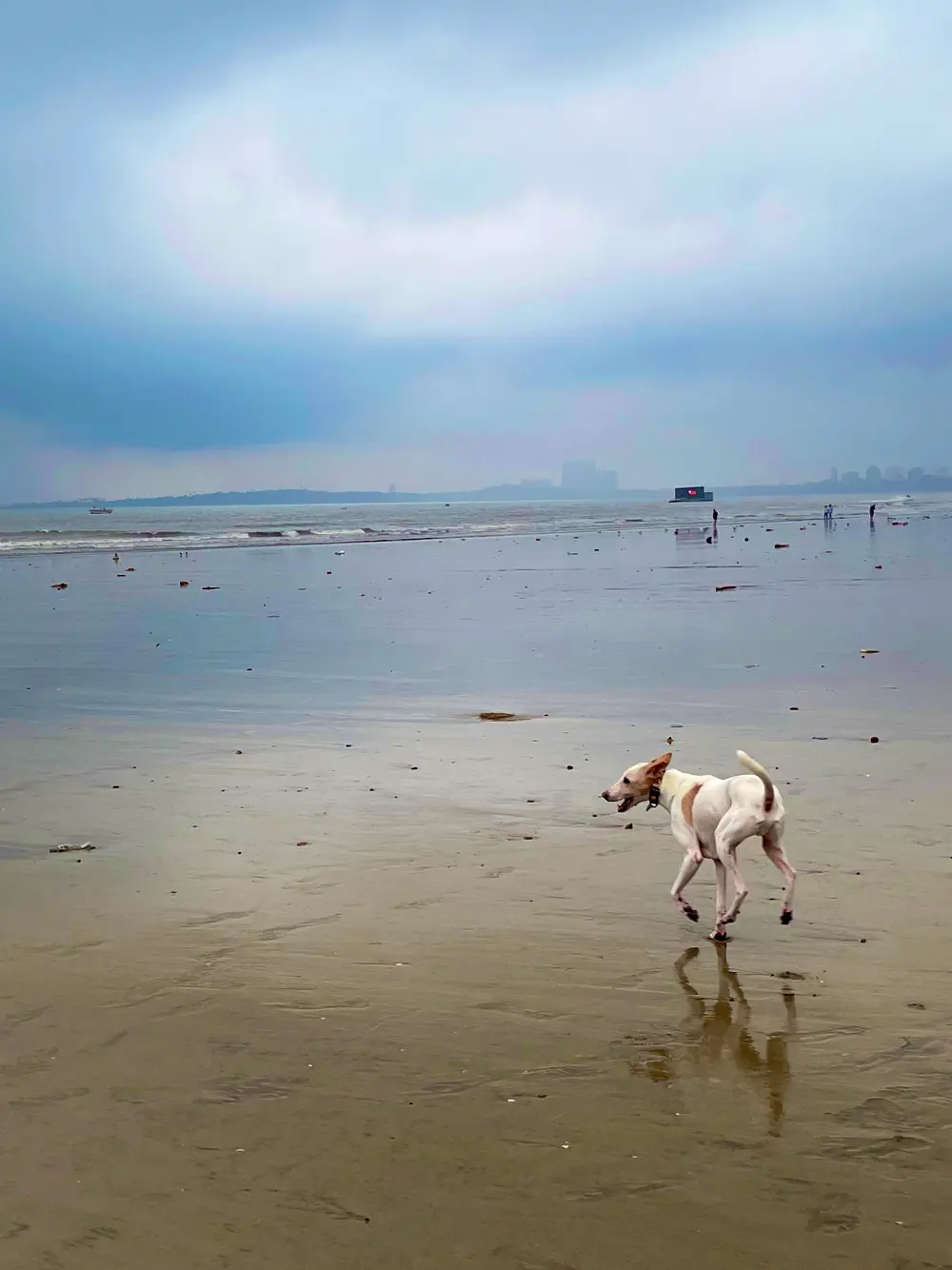 Dog Outdoor Nature & Beach Trails